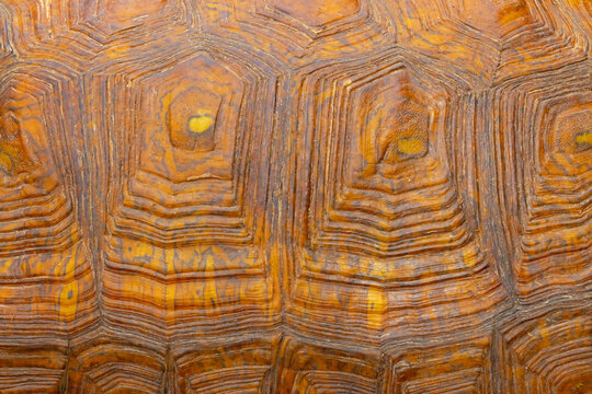 Mexican spotted wood turtle, Rhinoclemmys rubida, carapace scutes.