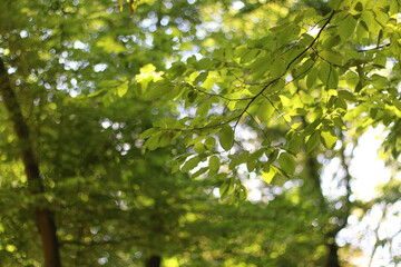 Fototapeta premium Beautiful plant in the botanical garden in Zagreb, Croatia. Selective focus.