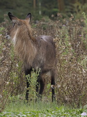 Obraz premium A female waterbuck stands alert among dry vegetation in its natural habitat in Kenya. The image captures African wildlife in a natural environment, highlighting texture, camouflage