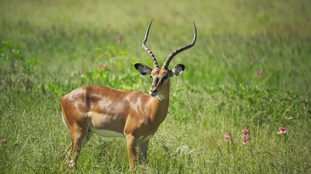 Male impala with magnificent antlers standing in the tall green grass of an African savanna, looking around before starting to graze in a national park on a sunny day