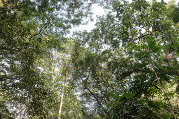 Fototapeta premium Foreground fronds outline a towering distant crown. Elevated branches anchor spacious aerial scenery. Sunlit treetops emerge beyond dark leafy margins