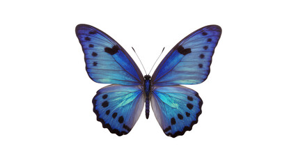Fototapeta premium Vibrant blue morpho butterfly with black spots, isolated on transparent background