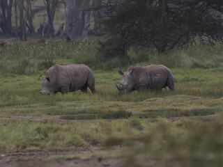 Obraz premium A rhinoceros grazing in tall savannah grass with oxpecker birds on its back, illustrating a natural symbiotic relationship in the African ecosystem. 