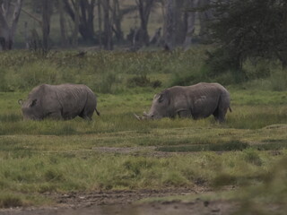 Obraz premium A rhinoceros grazing in tall savannah grass with oxpecker birds on its back, illustrating a natural symbiotic relationship in the African ecosystem. 