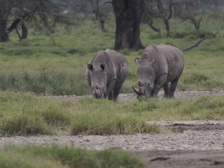 Obraz premium A white rhinoceros walks across dry ground in its natural African habitat. The image highlights the animal’s massive body, thick skin, and iconic horn, symbolizing strength, survival, and wildlife con