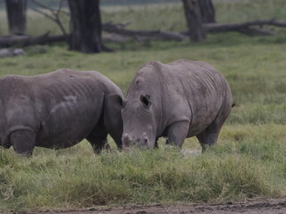 Obraz premium A white rhinoceros walks across dry ground in its natural African habitat. The image highlights the animal’s massive body, thick skin, and iconic horn, symbolizing strength, survival, and wildlife con