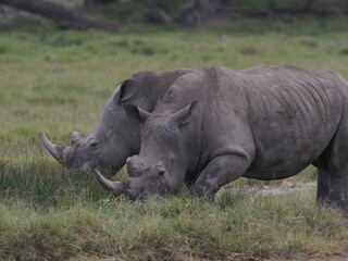 Obraz premium A white rhinoceros walks across dry ground in its natural African habitat. The image highlights the animal’s massive body, thick skin, and iconic horn, symbolizing strength, survival, and wildlife con