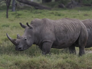 Fototapeta premium A white rhinoceros walks across dry ground in its natural African habitat. The image highlights the animal’s massive body, thick skin, and iconic horn, symbolizing strength, survival, and wildlife con