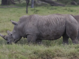 Fototapeta premium A white rhinoceros walks across dry ground in its natural African habitat. The image highlights the animal’s massive body, thick skin, and iconic horn, symbolizing strength, survival, and wildlife con