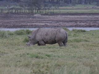 Obraz premium A white rhinoceros walks across dry ground in its natural African habitat. The image highlights the animal’s massive body, thick skin, and iconic horn, symbolizing strength, survival, and wildlife con