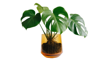 Green monstera plant with visible roots in amber glass vase, isolated on transparent background © PROSTOCK