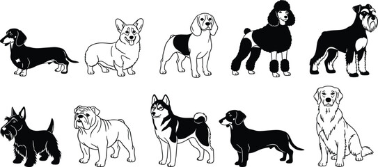Dog breed silhouette collection, domestic pet set, various dogs, canine animals, standing poses, puppy illustration, isolated vector, pet lover design © Saifun