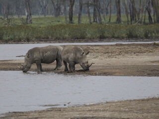 Fototapeta premium A white rhinoceros walks across dry ground in its natural African habitat. The image highlights the animal’s massive body, thick skin, and iconic horn, symbolizing strength, survival, and wildlife con
