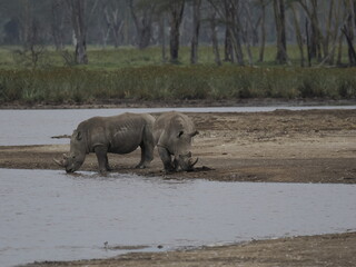 Fototapeta premium A white rhinoceros walks across dry ground in its natural African habitat. The image highlights the animal’s massive body, thick skin, and iconic horn, symbolizing strength, survival, and wildlife con