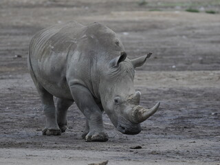 Obraz premium A white rhinoceros walks across dry ground in its natural African habitat. The image highlights the animal’s massive body, thick skin, and iconic horn, symbolizing strength, survival, and wildlife con