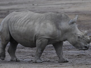 Obraz premium A white rhinoceros walks across dry ground in its natural African habitat. The image highlights the animal’s massive body, thick skin, and iconic horn, symbolizing strength, survival, and wildlife con