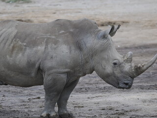 Obraz premium A white rhinoceros walks across dry ground in its natural African habitat. The image highlights the animal’s massive body, thick skin, and iconic horn, symbolizing strength, survival, and wildlife con