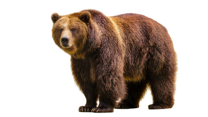 Fototapeta premium Brown grizzly bear standing, isolated on transparent background