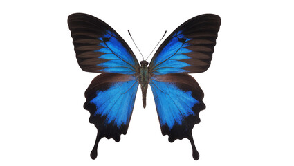 Vibrant blue and black butterfly with intricate wing patterns, isolated on transparent background © PROSTOCK