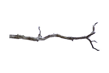 Fototapeta premium Natural branch, single branch, tree branch