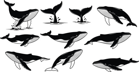 Whale jumping silhouette set, humpback whale collection, marine mammals, ocean wildlife, underwater animals, sea life illustration, aquatic vector design © Saifun