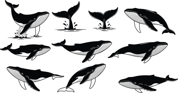 Whale jumping silhouette set, humpback whale collection, marine mammals, ocean wildlife, underwater animals, sea life illustration, aquatic vector design