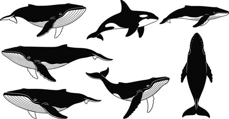 Whale and orca silhouette collection, marine mammals set, ocean wildlife animals, underwater creatures, aquatic illustration, sea life vector design © Saifun