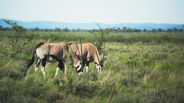 Herd of wild gemsbok oryx gazella grazing in a lush african savanna during a sunny day in a national park, showcasing serene coexistence of these wild animals