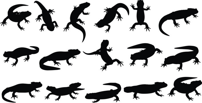 Lizard silhouette collection, gecko reptile set, amphibian poses, wildlife animal shapes, crawling creatures, exotic fauna, nature illustration, vector design