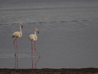 Obraz premium flamingos feeding in shallow water, reflected on the smooth surface. The image captures a peaceful wildlife moment with soft tones and minimalist composition, ideal for themes related to nature, balan