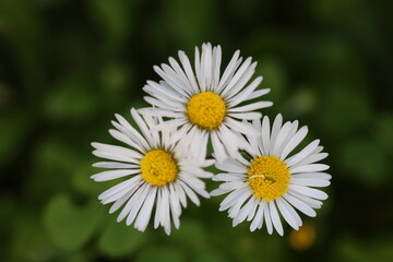 Fototapeta premium top view of wild daisy flowers in the field in spring