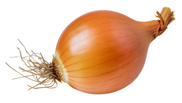 Golden brown onion with dry roots and stem, isolated on transparent background