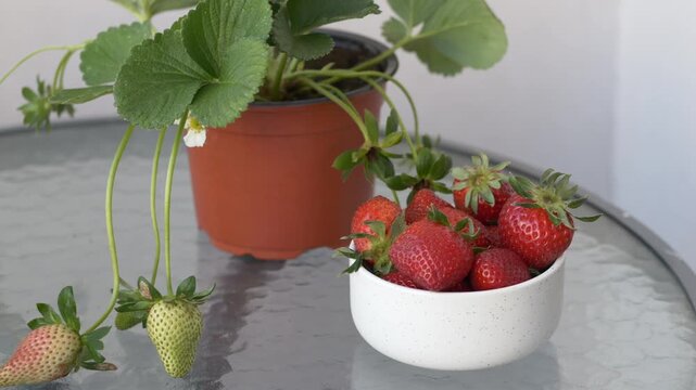 Fragaria ananassa strawberries harvested and placed in bowl. Garden strawberry represents farm production, organic food and seasonal harvest. Home gardening, eco food and organic lifestyle