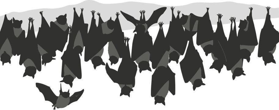 Large group of hanging bats silhouette against grey sky with cave dweller with graphic resource with wild animal