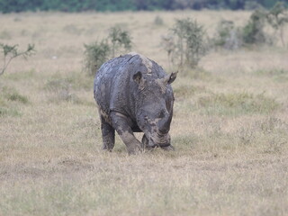Obraz premium A white rhinoceros walks across dry ground in its natural African habitat. The image highlights the animal’s massive body, thick skin, and iconic horn, symbolizing strength, survival, and wildlife con
