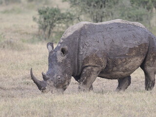 Fototapeta premium A white rhinoceros walks across dry ground in its natural African habitat. The image highlights the animal’s massive body, thick skin, and iconic horn, symbolizing strength, survival, and wildlife con