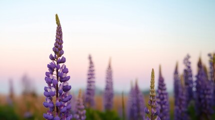Obraz premium Purple lupine flower blooming in meadow at sunset. Wild lupinus field in summer evening. Beautiful nature landscape with soft light and blurred background for meditation and relaxation.