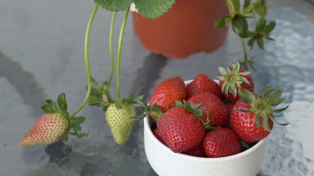 Fragaria ananassa strawberry plant growing in pot with ripe and unripe fruits. Garden strawberry represents home gardening, eco food and organic lifestyle