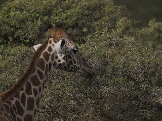 Obraz premium A giraffe feeding on tree leaves, captured in a close-up side profile. 