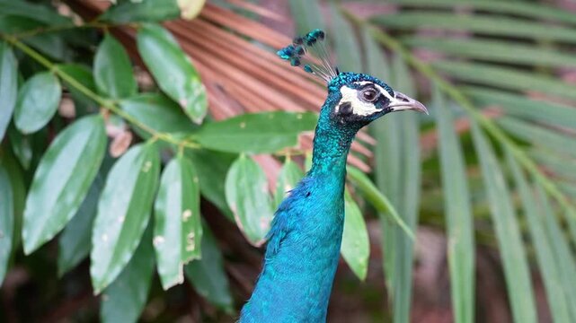 blue peacock is distracted by the sound of another peacock call in the park, peafowl preening time in the afternoon