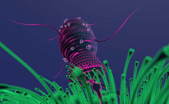 Viral infection and cell-borne virus transmission