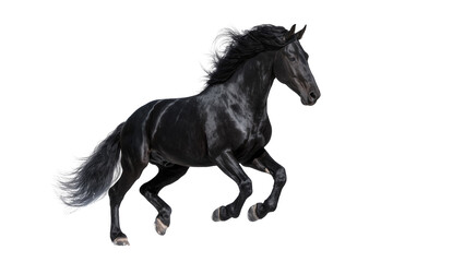 Majestic black horse with flowing mane and tail, galloping dynamically isolated on transparent background © PROSTOCK