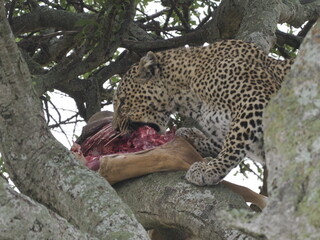 A leopard feeding on its prey while resting on a tree branch in the African savanna. This natural wildlife scene illustrates predator behavior, survival strategies, and the adaptive habits of leopards © ClaudioArnese