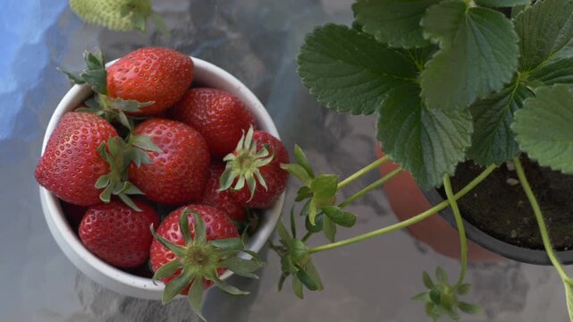 Strawberry cultivation at home shows sustainable agriculture and fresh harvest concept. Home gardening, eco food and organic lifestyle. Closeup of Fragaria ananassa plant with berries and leaves.