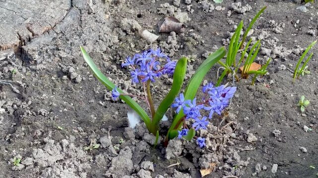 Honey bee pollinating blue squill flowers in garden soil during spring season