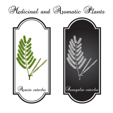 Acacia catechu (Senegalia catechu), medicinal plant. Hand drawn botanical vector illustration