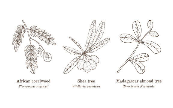 Collection of edible and medicinal plants. Hand drawn botanical vector illustration