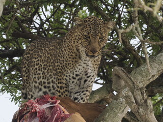 Fototapeta premium A leopard rests on a tree branch, displaying its distinctive spotted coat and powerful build. The elevated position highlights typical feline behavior in the African wilderness, combining camouflage, 