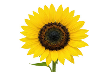Obraz premium Vibrant Sunflower Bloom with Bright Yellow Petals and Dark Center isolated on transparent background
