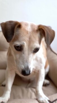 enjoying healthy treat dog eating piece of apple as a treat. Smart curious eyes looking at the camera. 9:16. Vertical video footage